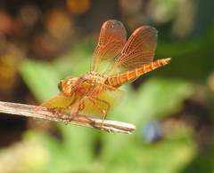 Brachythemis contaminata