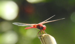 Crocothemis servilia