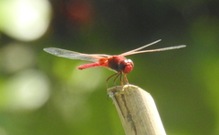 Crocothemis servilia