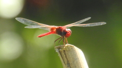 Crocothemis servilia
