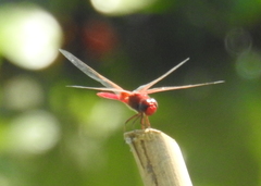 Crocothemis servilia