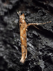 Caloptilia ostracodes