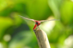 Crocothemis servilia