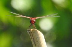 Crocothemis servilia