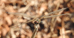 Rhyothemis phyllis snelleni