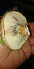 Lactarius flexuosus