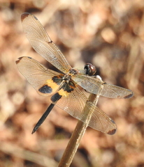 Rhyothemis phyllis snelleni
