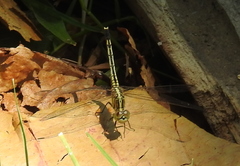 Diplacodes trivialis