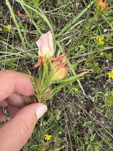 Oenothera capillifolia