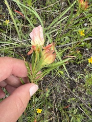 Oenothera capillifolia