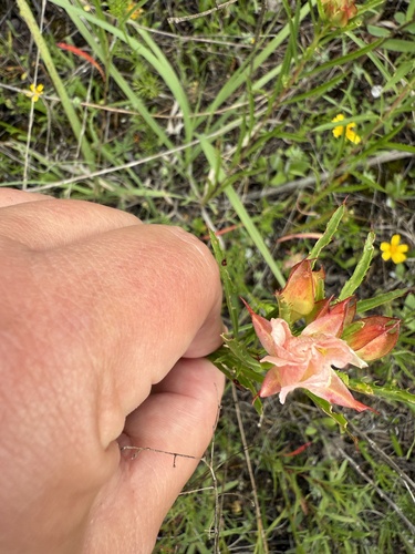 Oenothera capillifolia, photograph 1