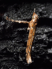 Caloptilia ostracodes