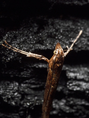 Caloptilia ostracodes