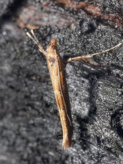Caloptilia ostracodes