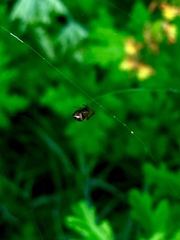Argyrodes argyrodes