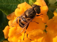 Eristalinus taeniops