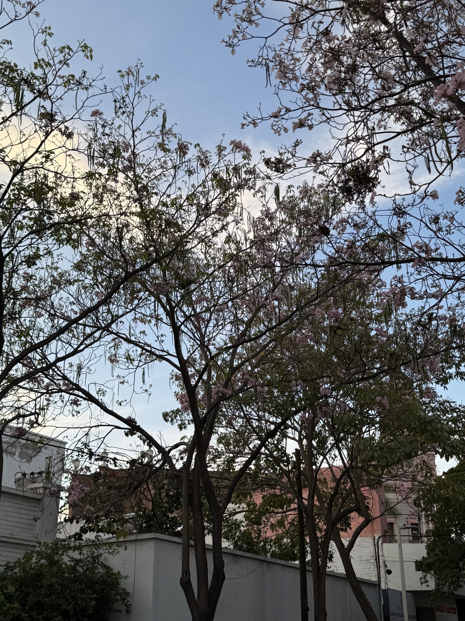 Imagem de Ipê-roxo