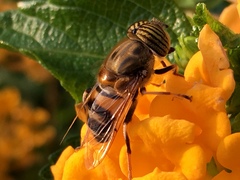 Eristalinus taeniops