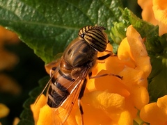 Eristalinus taeniops