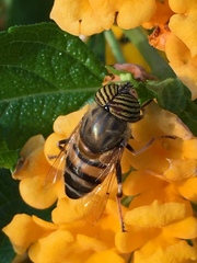 Eristalinus taeniops
