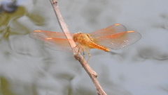 Brachythemis contaminata