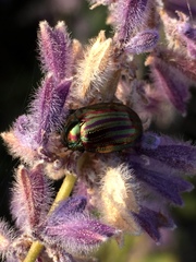 Chrysolina americana