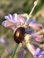 Chrysolina americana