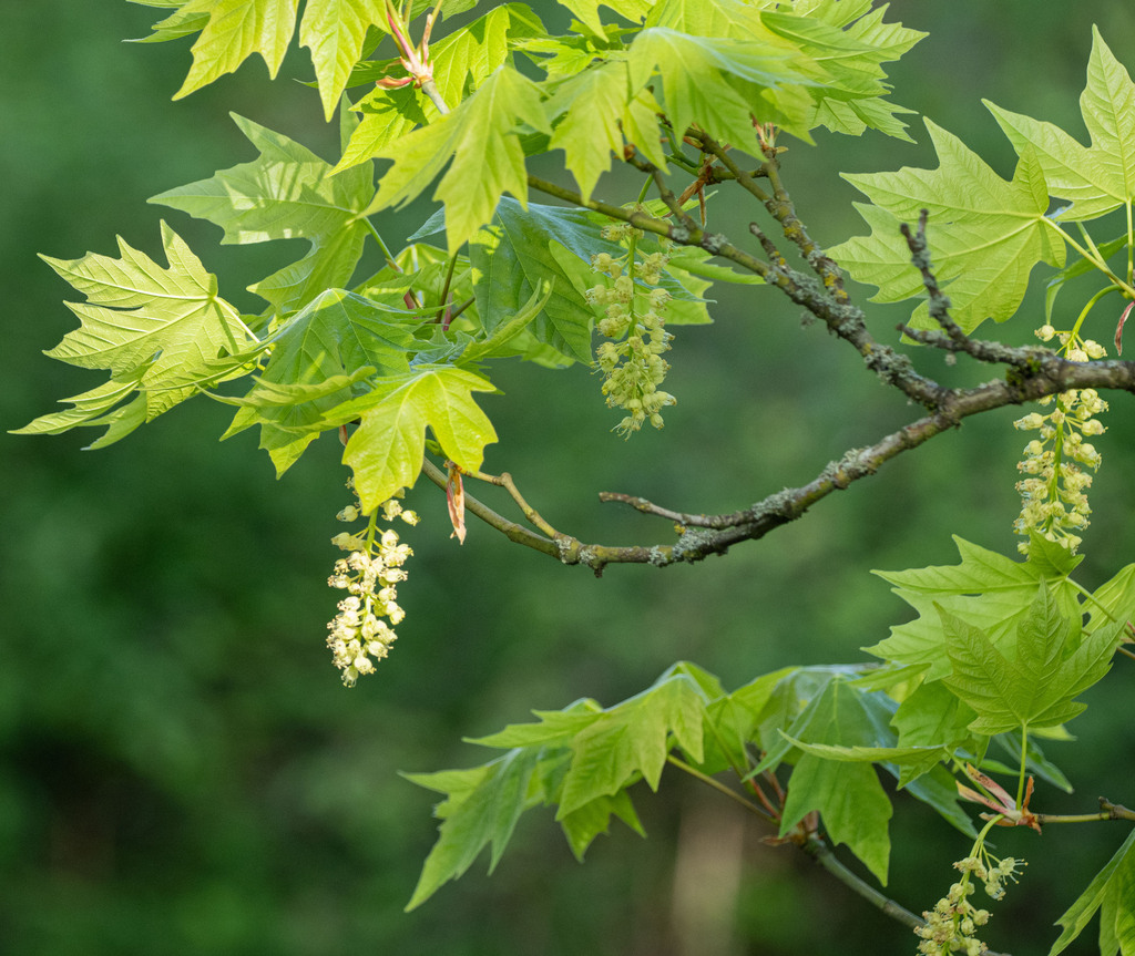 bigleaf maple