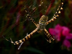 Argiope trifasciata