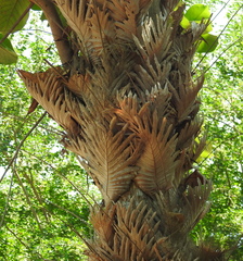 Drynaria quercifolia