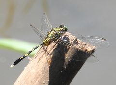 Orthetrum