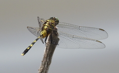 Orthetrum