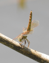 Brachythemis contaminata