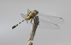 Orthetrum