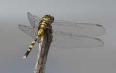 Orthetrum