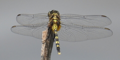 Orthetrum