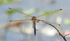 Rhyothemis phyllis snelleni