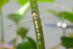 Orthetrum