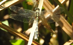 Orthetrum