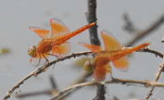 Brachythemis contaminata