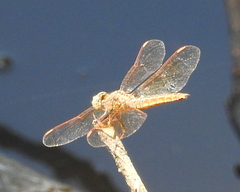 Brachythemis contaminata