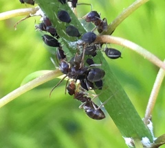 Lasius