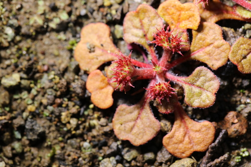 San Luis Obispo spineflower (Chorizanthe breweri)