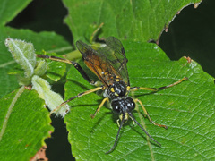 Tenthredo maculata