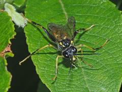 Tenthredo maculata