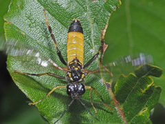 Tenthredo maculata