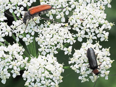 Anastrangalia dubia