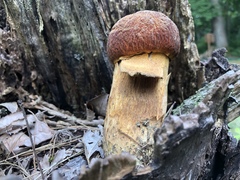 Rugiboletus extremiorientalis