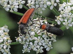 Anastrangalia dubia