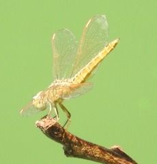 Brachythemis contaminata